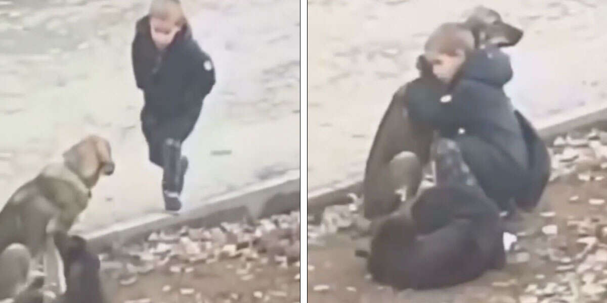 Boy Stops To Hug Stray Dogs When He Thinks That No One's Watching