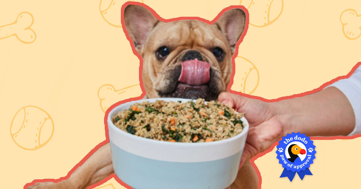 ollie dog food