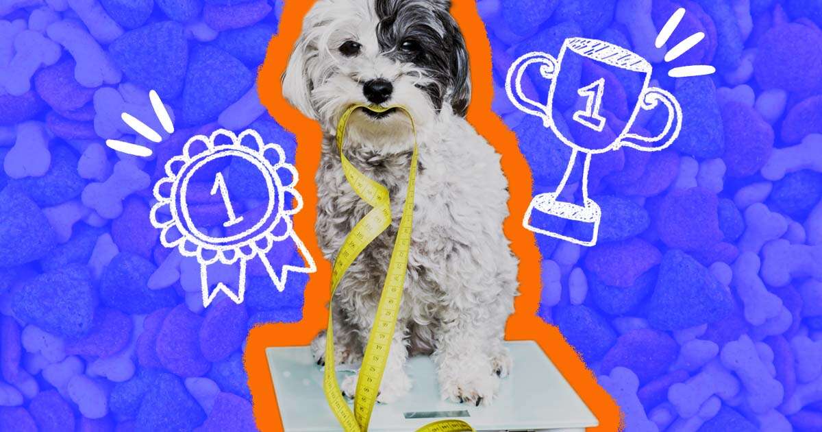 The Best Low-Fat Dog Foods To Help With Weight Management And Other Health Issues