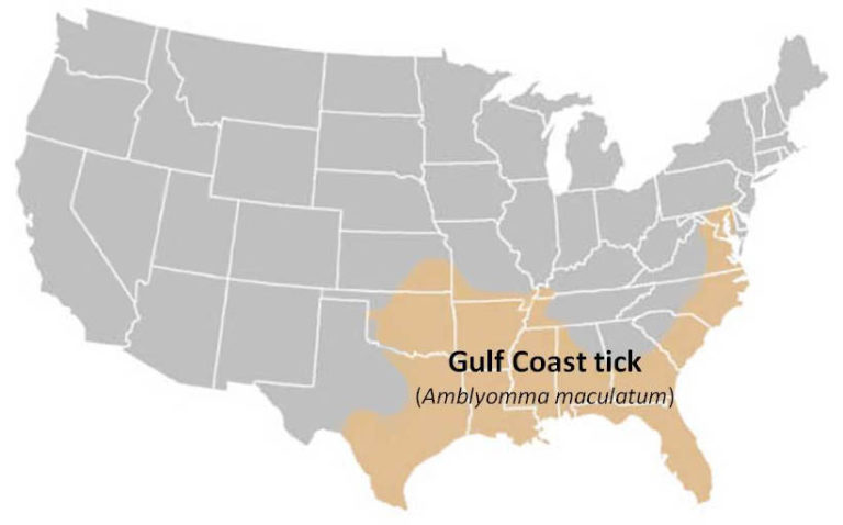 Gulf coast tick range