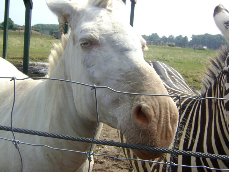 White Zebra