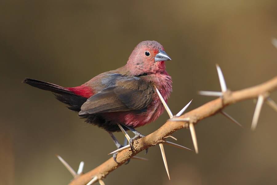 Jameson's Firefinch
