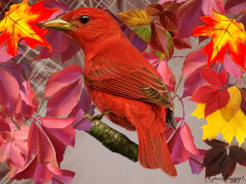  RED BIRD IN BRANCHES