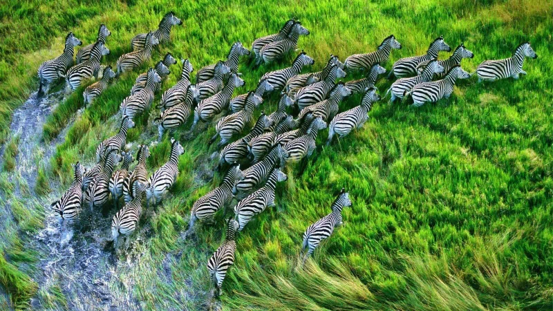 herd Animal zebra Image