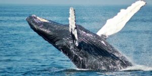 Whale breaching surface of water.