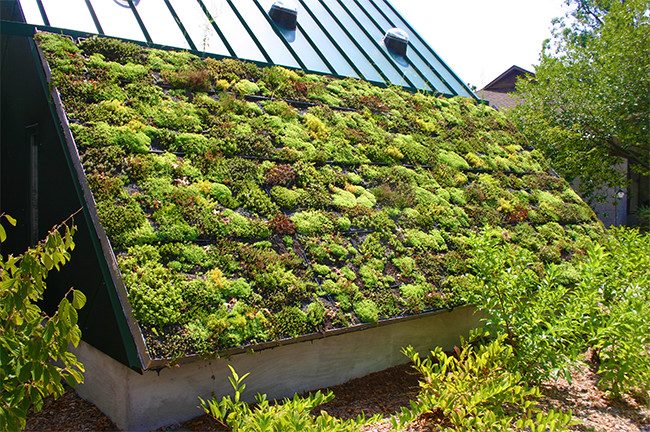 rooftop garden with vertical features