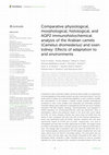 Research paper thumbnail of Comparative physiological, morphological, histological, and AQP2 immunohistochemical analysis of the Arabian camels (Camelus dromedarius) and oxen kidney: Effects of adaptation to arid environments