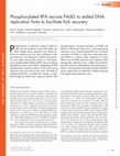 Research paper thumbnail of Phosphorylated RPA recruits PALB2 to stalled DNA replication forks to facilitate fork recovery