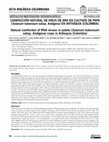 Research paper thumbnail of Coinfección natural de virus de ARN en cultivos de papa (Solanum tuberosum subsp. Andigena) en Antioquia (Colombia)