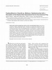 Research paper thumbnail of Feeding Behavior of Spurilla sp. (Mollusca: Opisthobranchia) with a Description of the Kleptocnidae Sequestered from Its Sea Anemone Prey