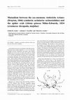 Research paper thumbnail of Mutualism between the sea anemone Antholoba achates (Drayton, 1846) (Cnidaria: Actiniaria: Actinostolidae) and the spider crab Libinia spinosa Milne-Edwards, 1834 (Crustacea: Decapoda, Majidae)