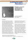 Research paper thumbnail of Mutagênese insercional da estirpe PAL5 de Gluconacetobacter diazotrophicus por transposição in vitro