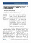 Research paper thumbnail of Molecular Identification of Leishmania Species Isolated from Human Cutaneous Leishmaniasis by RAPD-PCR