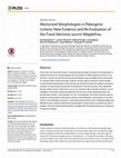 Research paper thumbnail of Alectorioid Morphologies in Paleogene Lichens: New Evidence and Re-Evaluation of the Fossil Alectoria succini Mägdefrau