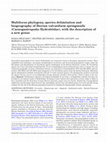 Research paper thumbnail of Multilocus phylogeny, species delimitation and biogeography of Iberian valvatiform springsnails (Caenogastropoda: Hydrobiidae), with the description of a new genus