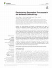 Research paper thumbnail of Deciphering Reparative Processes in the Inflamed Dental Pulp