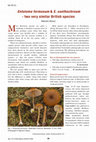 Research paper thumbnail of Entoloma formosum &amp; E. xanthochroum - two very similar British species