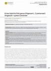 Research paper thumbnail of A new hybrid of the genus Origanum L. (Lamiaceae): Origanum × symes Carlström