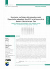 Research paper thumbnail of Morphological description of the white-throated treerunner (Pygarrhichas albogularis, King 1831) in the Cape Horn Biosphere Reserve, Chile