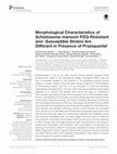 Research paper thumbnail of Morphological Characteristics of Schistosoma mansoni PZQ-Resistant and -Susceptible Strains Are Different in Presence of Praziquantel