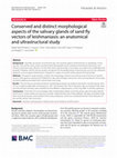 Research paper thumbnail of Conserved and distinct morphological aspects of the salivary glands of sand fly vectors of leishmaniasis: an anatomical and ultrastructural study