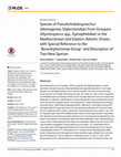 Research paper thumbnail of Species of Pseudorhabdosynochus (Monogenea, Diplectanidae) from Groupers (Mycteroperca spp., Epinephelidae) in the Mediterranean and Eastern Atlantic Ocean, with Special Reference to the ‘Beverleyburtonae Group’ and Description of Two New Species