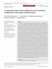 Research paper thumbnail of A comparative study of breed differences in the anatomical configuration of the equine vertebral column