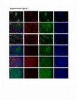 Research paper thumbnail of Supplementary Figure 7 from Cooperation between &lt;i&gt;Pik3ca&lt;/i&gt; and p53 Mutations in Mouse Mammary Tumor Formation