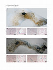 Research paper thumbnail of Supplementary Figure 2 from Cooperation between &lt;i&gt;Pik3ca&lt;/i&gt; and p53 Mutations in Mouse Mammary Tumor Formation