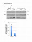 Research paper thumbnail of Supplementary Figure 5 from Cooperation between Pik3ca and p53 Mutations in Mouse Mammary Tumor Formation