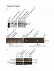 Research paper thumbnail of Supplementary Figure 1 from Cooperation between Pik3ca and p53 Mutations in Mouse Mammary Tumor Formation