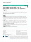 Research paper thumbnail of Regeneration of the caudal fin of the  evolutionary ancient tropical gar Atractosteus  tropicus