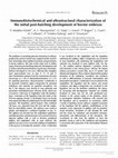 Research paper thumbnail of Immunohistochemical and ultrastructural characterization of the initial post-hatching development of bovine embryos