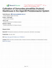 Research paper thumbnail of Cultivation of Osmundea pinnatifida (Hudson) Stackhouse in the Algem® photobioreactor system