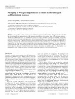 Research paper thumbnail of Phylogeny of Prosopis (Leguminosae) as shown by morphological and biochemical evidence