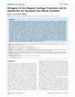 Research paper thumbnail of Ontogeny of the Alligator Cartilago Transiliens and Its Significance for Sauropsid Jaw Muscle Evolution