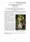 Research paper thumbnail of Tillandsia streptophylla Schweid. (Bromeliaceae)