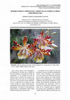 Research paper thumbnail of Myrmecophila christinae Carnevali & Gómez Juárez (Orchidaceae)