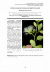 Research paper thumbnail of Pithecellobium winzerlingii Britton & Rose 