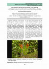 Research paper thumbnail of Tillandsia multicaulis Steud., un caso de convergencia evolutiva en la estructura floral