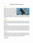 Research paper thumbnail of Chaco Owl (Strix chacoensis)