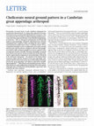 Research paper thumbnail of Chelicerate neural ground pattern in a Cambrian great appendage arthropod