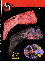 Research paper thumbnail of Cephalic vascular anatomy in flamingos (Phoenicopterus ruber) based on novel vascular injection and computed tomographic imaging analyses