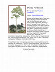 Research paper thumbnail of Shorea Hardwood