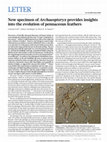 Research paper thumbnail of New specimen of Archaeopteryx provides insights into the evolution of pennaceous feathers