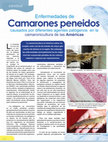 Research paper thumbnail of Camarones peneidos