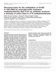 Research paper thumbnail of Structural basis for the methylation of G1405 in 16S rRNA by aminoglycoside resistance methyltransferase Sgm from an antibiotic producer: a diversity of active sites in m7G methyltransferases