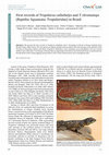 Research paper thumbnail of First records of Tropidurus callathelys and T. chromatops (Reptilia: Squamata: Tropiduridae) in Brazil