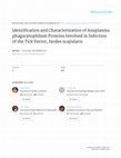 Research paper thumbnail of Identification and Characterization of Anaplasma phagocytophilum Proteins Involved in Infection of the Tick Vector, Ixodes scapularis