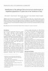 Research paper thumbnail of Identification of the pathogen Batrachochytrium dendrobatidis in amphibian populations of a plain area in the Northwest of Italy